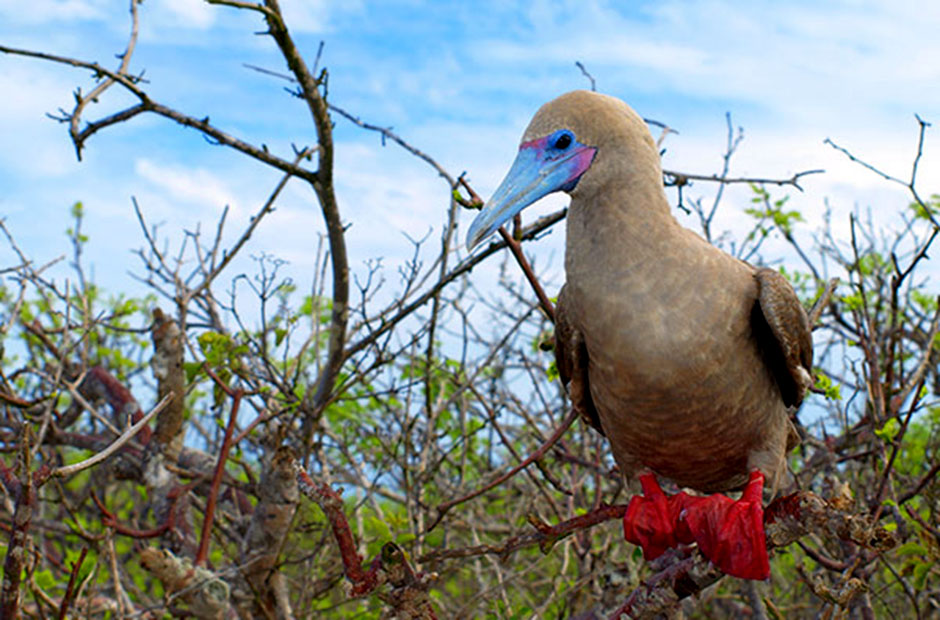 piquero patas rojas tour 360 galapagos 2023