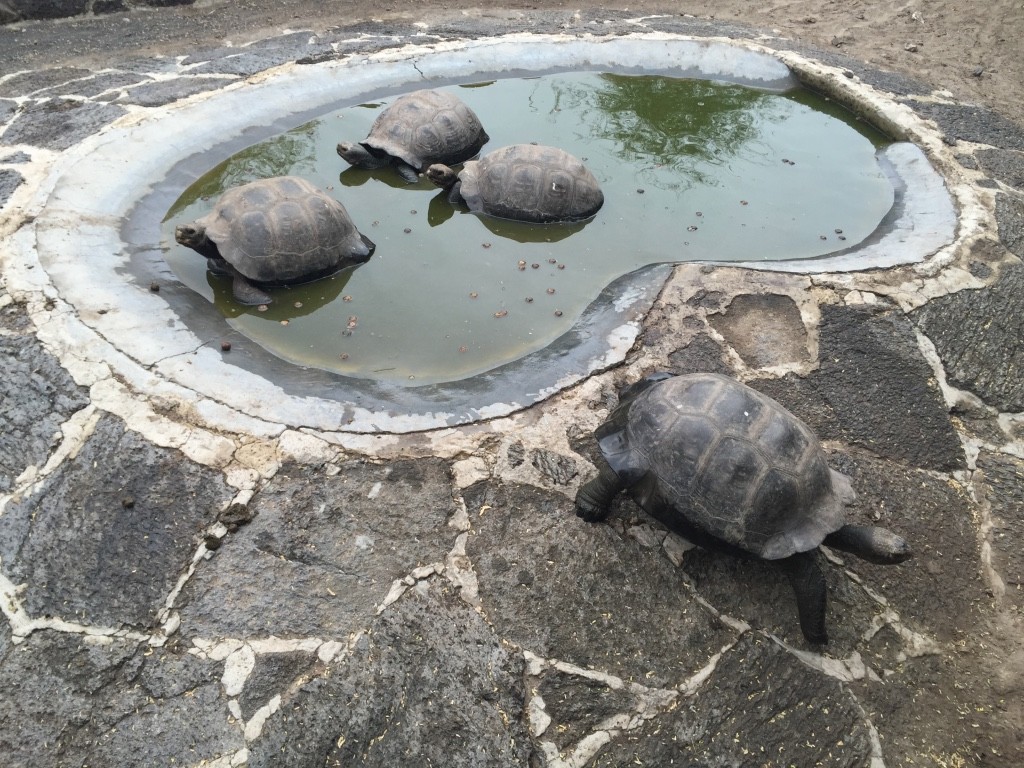 tortugas en el centro de crianza-tour isla isabela