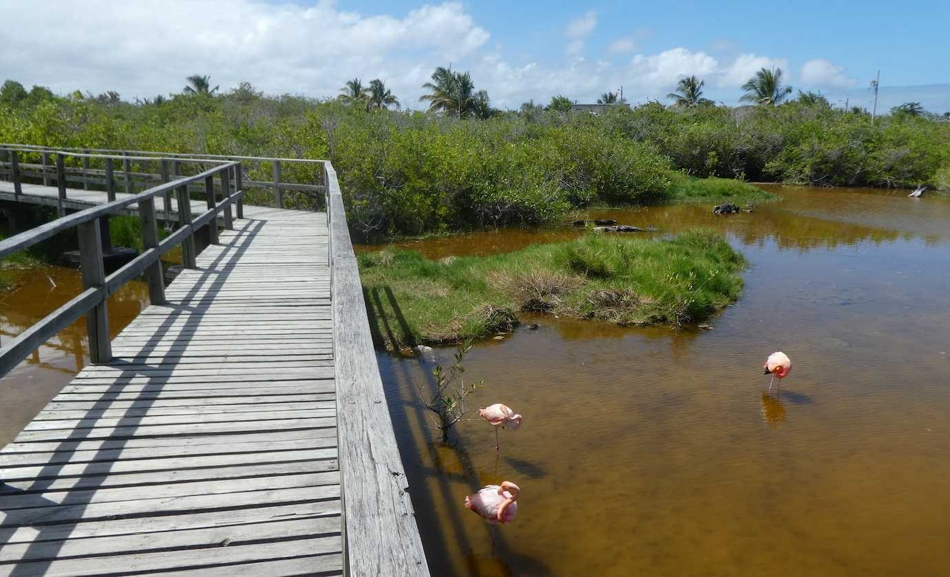 flamingos en humedales-tour isla isabela